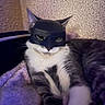 cat, mask, batman_mask, costume, pet, feline, indoor, blanket, cozy, relaxed, fur, whiskers, cute, animal, resting, closeup, portrait, funny, domestic_animal, sleepy