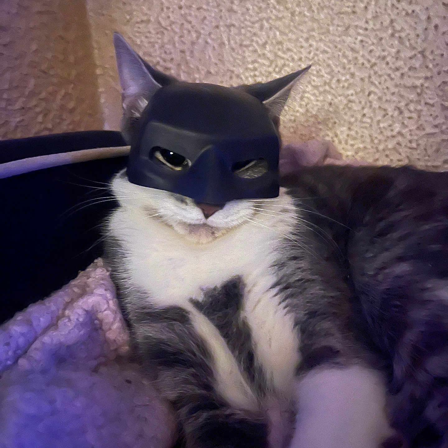 Eva is registered to the contest to win money with this photo: cat, mask, batman_mask, costume, pet, feline, indoor, blanket, cozy, relaxed, fur, whiskers, cute, animal, resting, closeup, portrait, funny, domestic_animal, sleepy