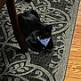 Slick joined the competition — help win amazing prizes! animal, black_cat, cat, chair_leg, cozy, curled_up, domestic, feline, floor, home, indoor, patterned_rug, pet, quiet, quiet_moment, resting, rug, shadow, wooden_chair, wooden_floor