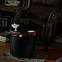 animal, black_and_white, book, cat, cozy, dim_light, domestic_cat, floor, furniture, home, indoor, leather_chair, living_room, mammal, ottoman, pet, relaxed, resting, tuxedo_cat, wood_floor