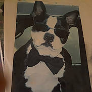 Tbone is registered to the contest to win money with this photo: dog, sunglasses, bow_tie, black_and_white, portrait, printed_photo, paper, stylish, cool, confident, pet, animal, close_up, face, ears, nose, background, vintage, monochrome, photograph