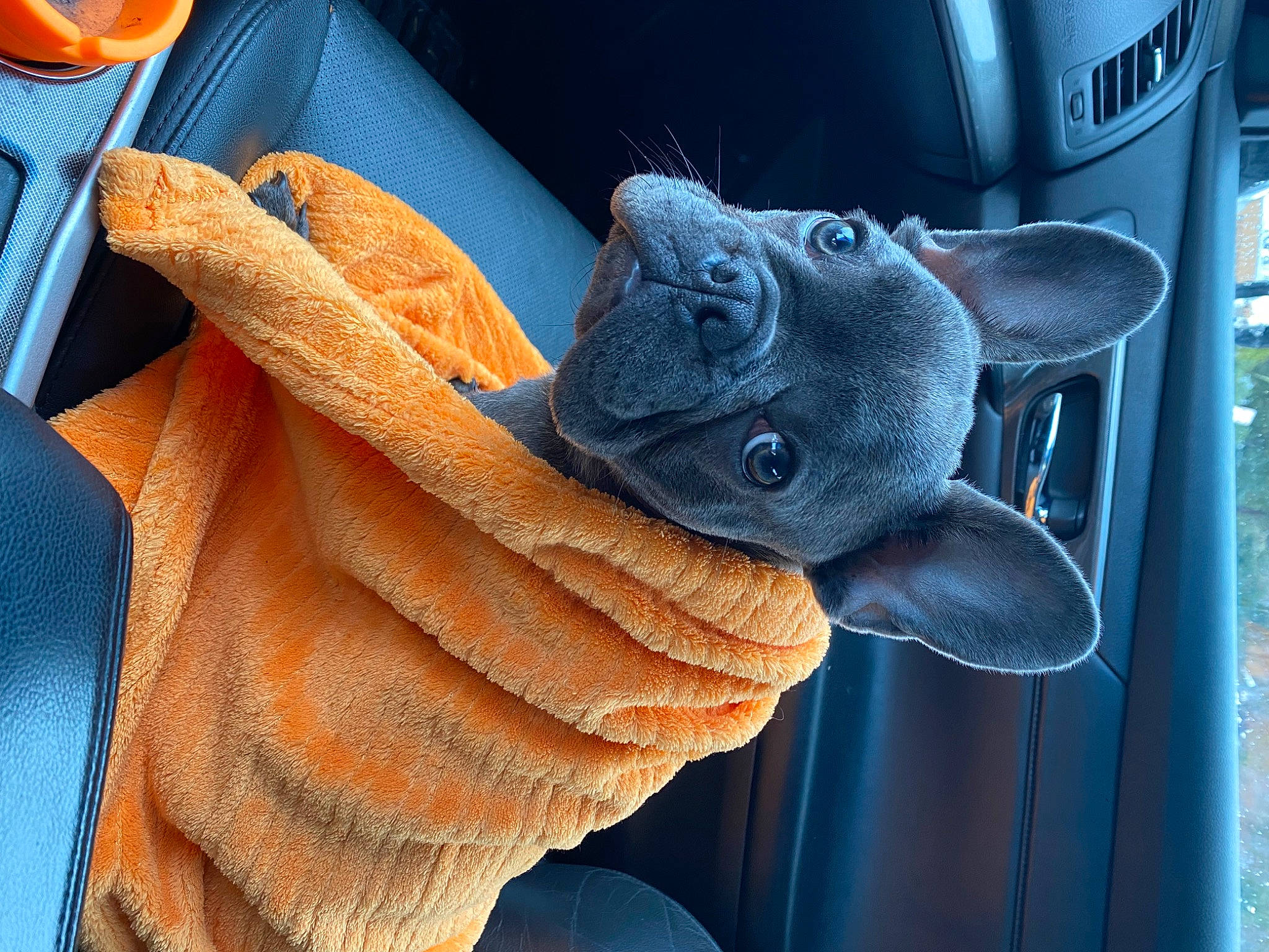 Dunk is registered to the contest to win money with this photo: carmine, comfort, electric_blue, fashion_accessory, fur, gesture, glove, nail, peach, safety_glove, stuffed_toy, tableware, tangelo, textile, thread, thumb, vehicle_door, wool, woolen, wrist