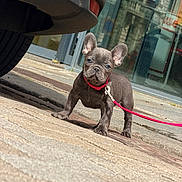 Blue participe au concours pour gagner de l'argent avec cette photo : alert, animal, building, car, collar, concrete, cute, daylight, dog, french_bulldog, leash, outdoor, pet, puppy, reflection, sidewalk, small_dog, urban, walking, young_dog