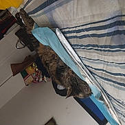 Sunshine is registered to the contest to win money with this photo: automotive_exterior, carnivore, cat, comfort, felidae, fur, hardwood, linens, room, shade, small_to_medium_sized_cats, sporting_group, tail, whiskers, wood