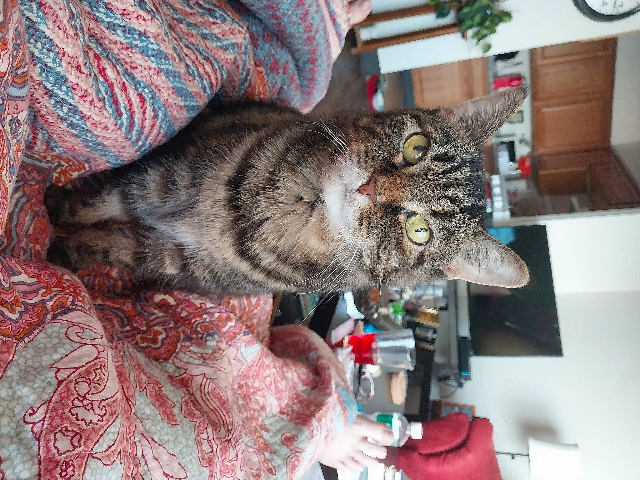 Sunshine joined the competition — help win amazing prizes! cabinetry, carnivore, cat, claw, clock, comfort, domestic_short_haired_cat, felidae, fur, pattern, plant, room, small_to_medium_sized_cats, whiskers