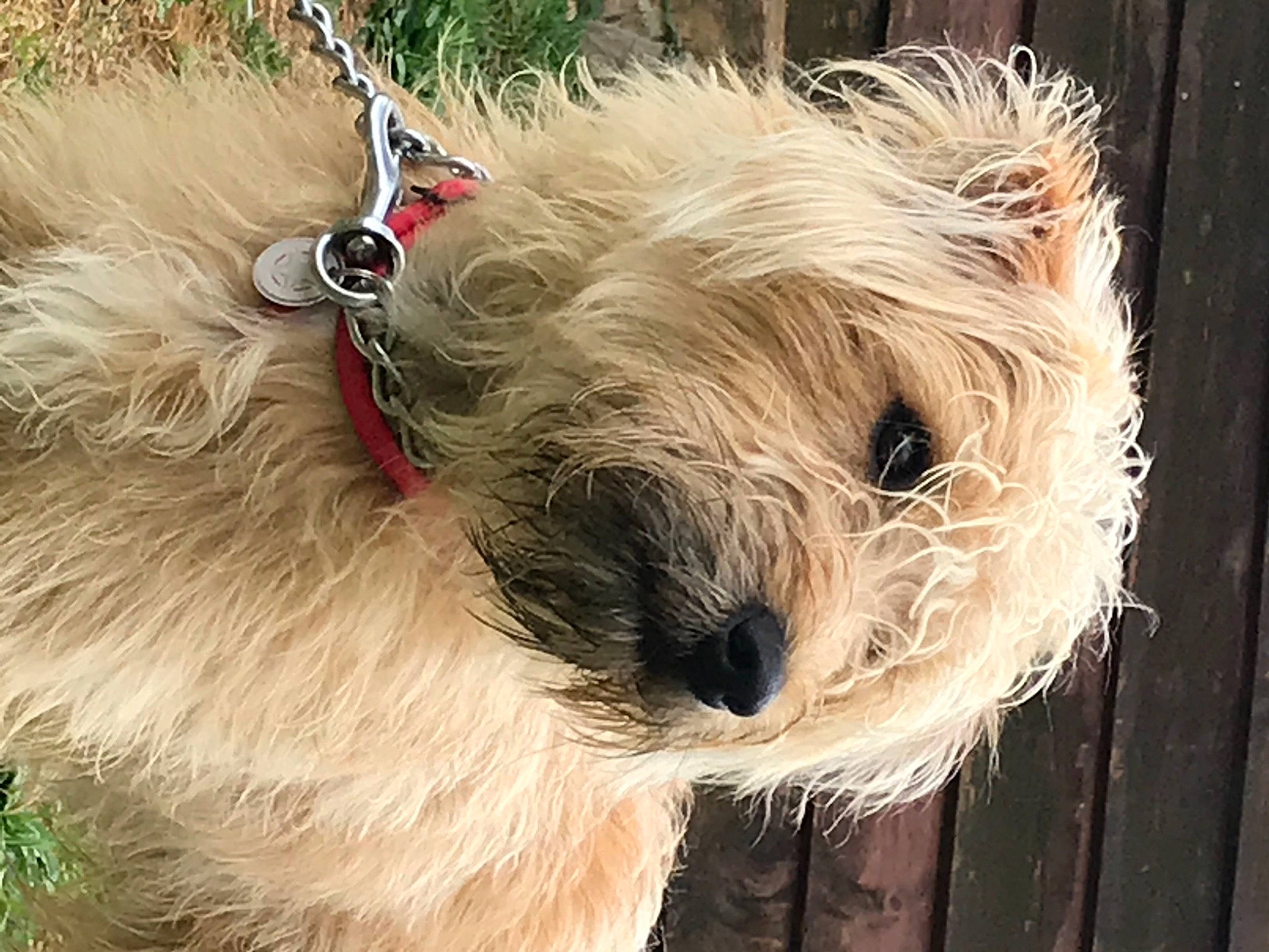 Pootchy a rejoint le concours — aidez-le/la à gagner de superbes lots ! canidae, carnivore, collar, companion_dog, dog, dog_breed, dog_collar, dog_supply, fashion_accessory, fawn, fur, leash, pet_supply, schnauzer, small_terrier, snout, sporting_group, terrier, toy_dog, working_animal