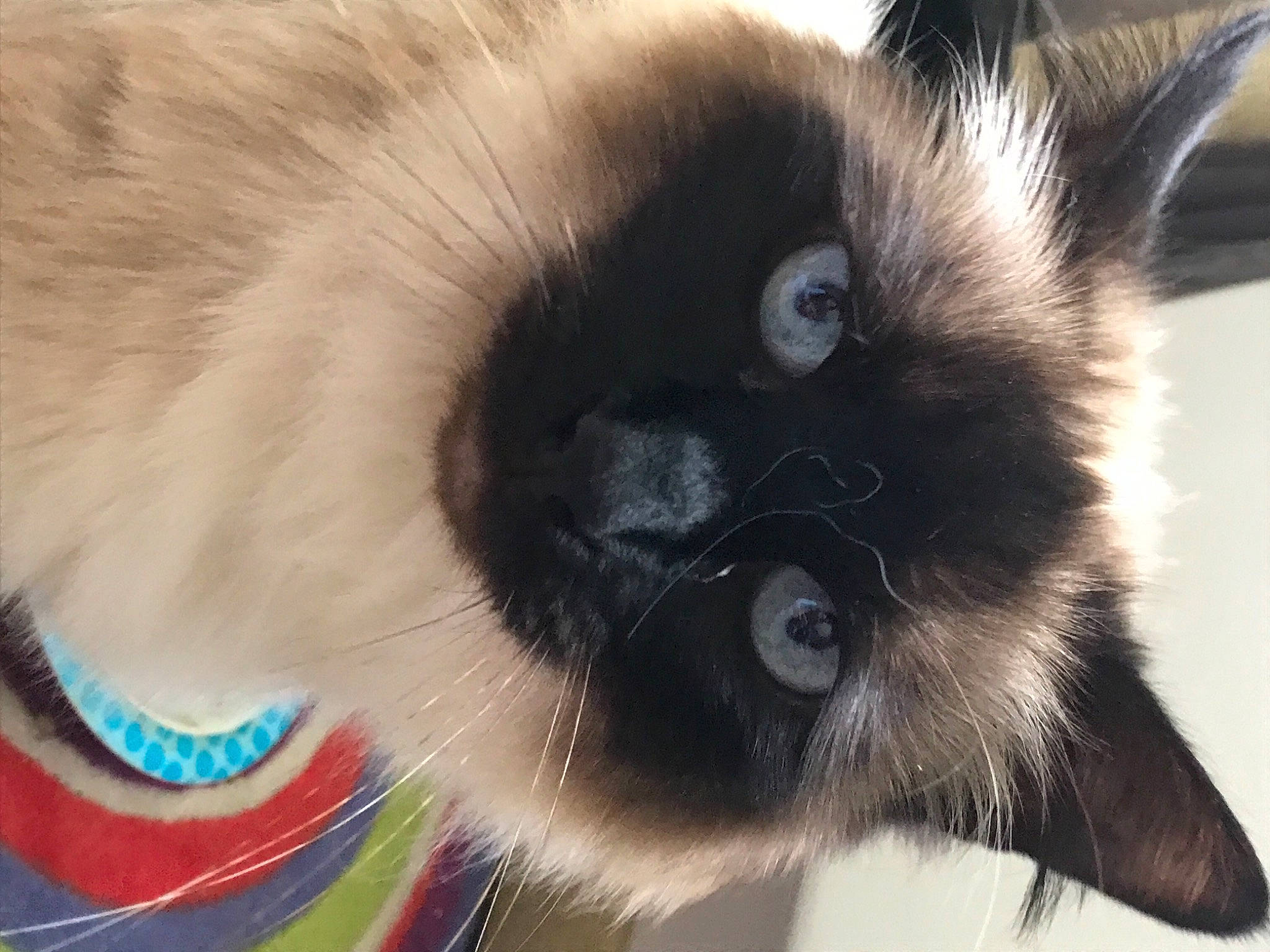 Souki participe au concours pour gagner de l'argent avec cette photo : balinese, birman, carnivore, cat, companion_dog, dog_breed, ear, eyelash, fawn, felidae, fur, iris, siamese, small_to_medium_sized_cats, snout, terrestrial_animal, thai, whiskers, wildlife, working_animal