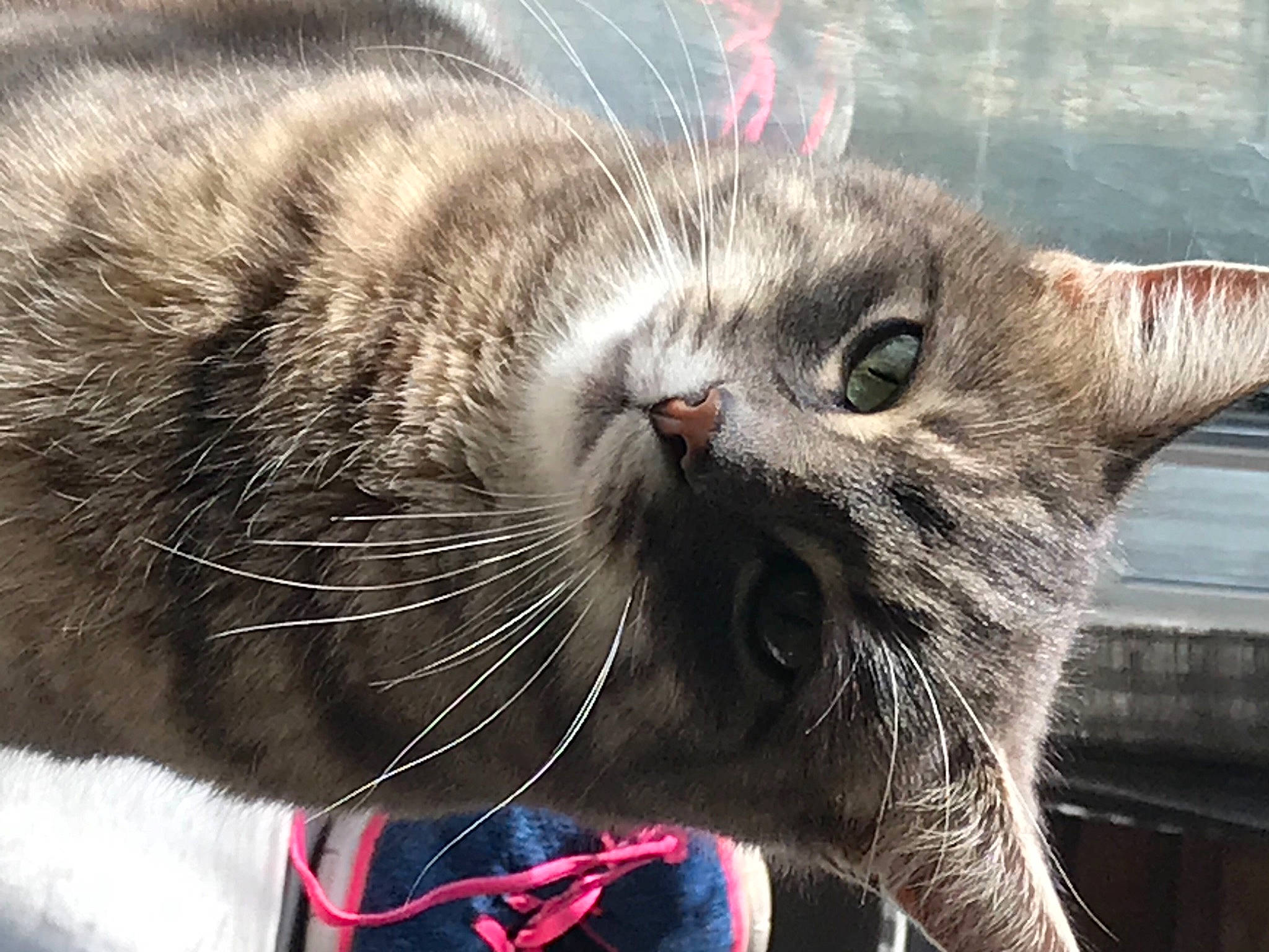 Néko participe au concours pour gagner de l'argent avec cette photo : carnivore, cat, claw, close_up, collar, comfort, domestic_short_haired_cat, felidae, foot, fur, grass, nap, paw, sitting, small_to_medium_sized_cats, snout, tail, terrestrial_animal, whiskers, wildlife