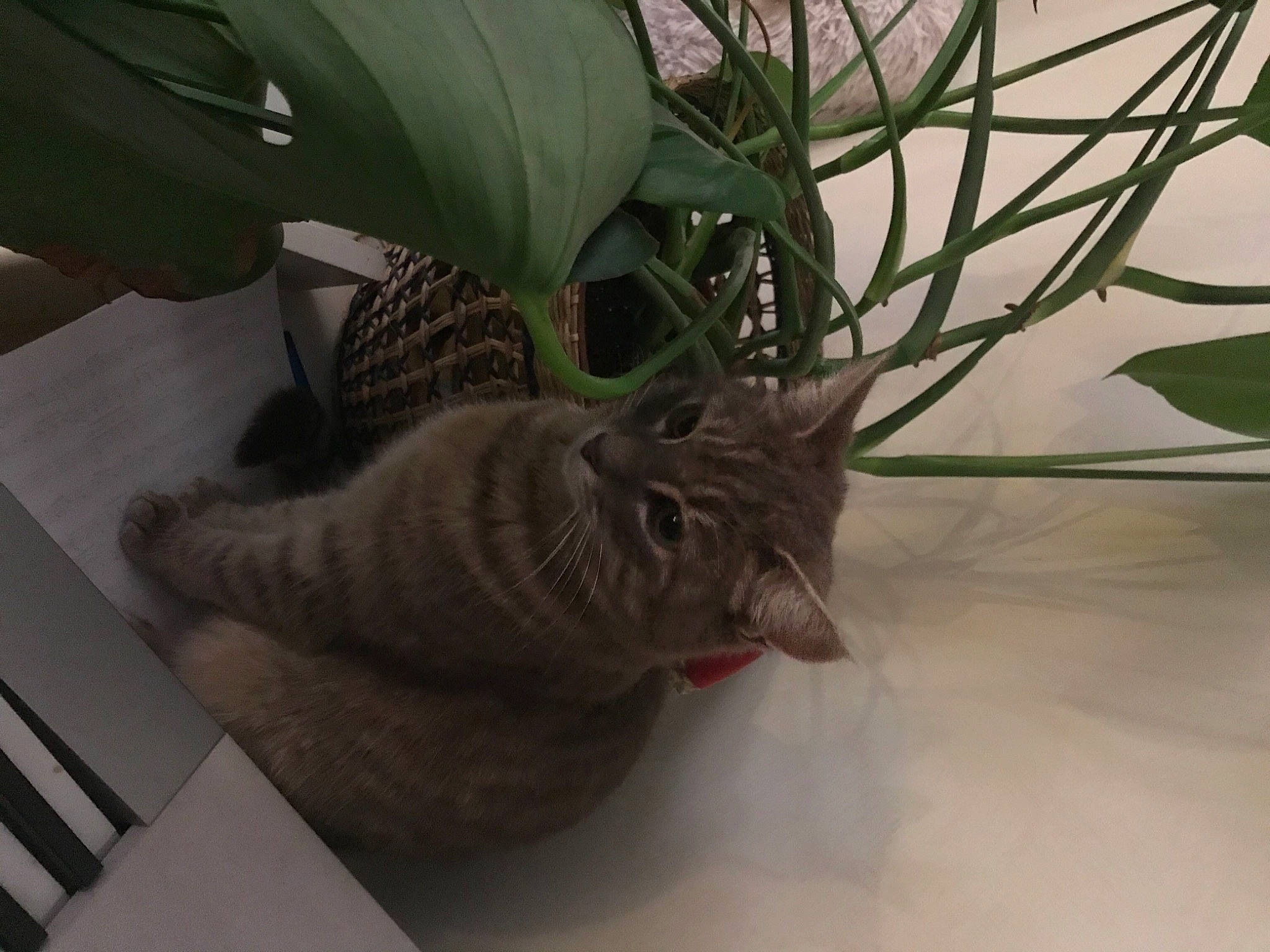 Néko participe au concours pour gagner de l'argent avec cette photo : art, artifact, carnivore, cat, comfort, domestic_short_haired_cat, felidae, flooring, flowerpot, fur, grass, houseplant, plant, plant_stem, small_to_medium_sized_cats, tail, terrestrial_plant, tree, twig, whiskers