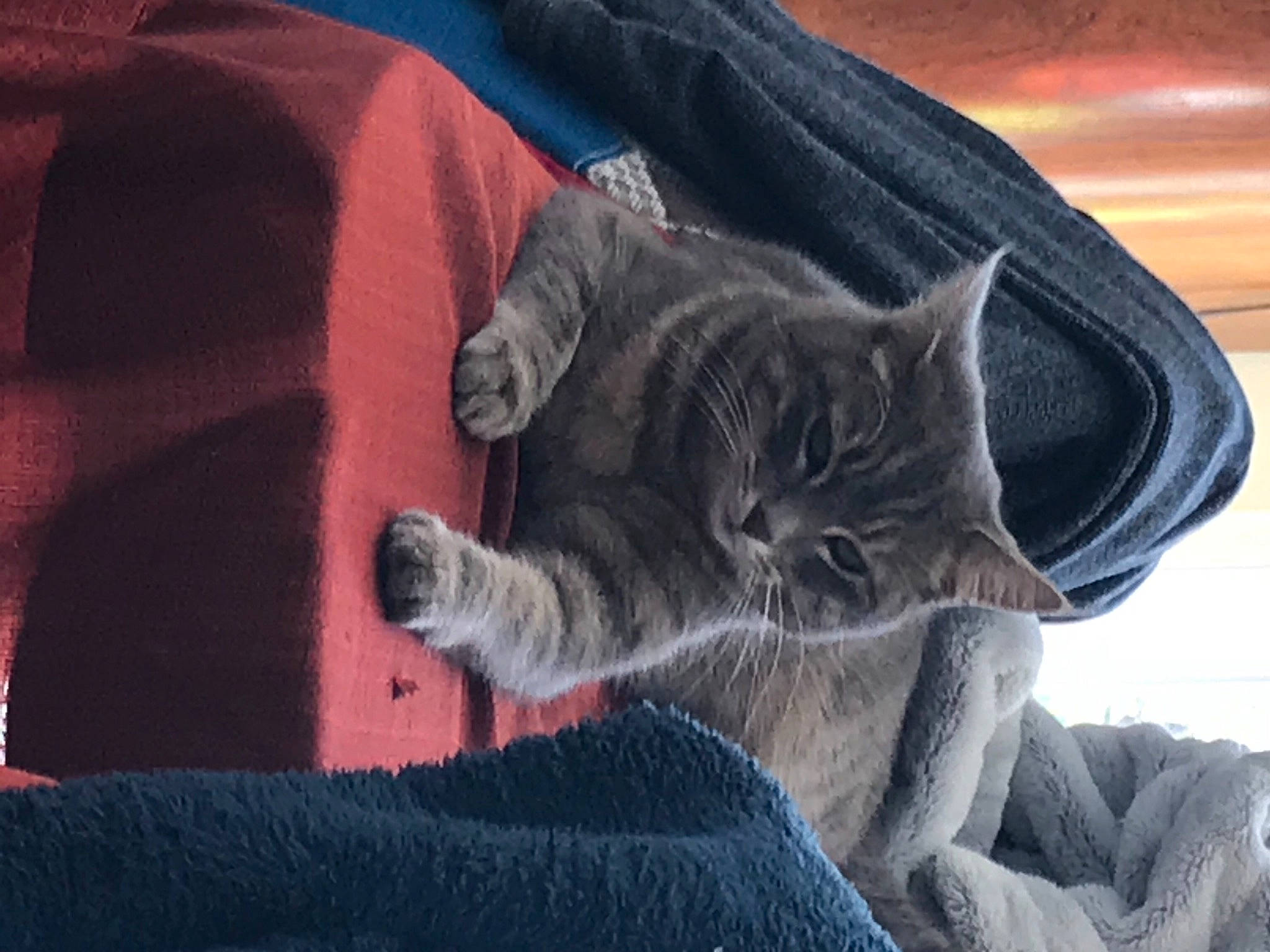 Néko participe au concours pour gagner de l'argent avec cette photo : carnivore, cat, comfort, denim, domestic_short_haired_cat, electric_blue, felidae, fur, grey, human_leg, mammal, paw, plant, russian_blue, small_to_medium_sized_cats, tail, tree, vertebrate, whiskers, window