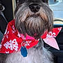dog, schnauzer, pet, bandana, red_bandana, holiday_theme, car_interior, closeup, beard, fur, black_and_gray, white_fur, collar, tag, window, seat, animal, portrait, cute, indoor