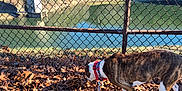 Cookie is registered to the contest to win money with this photo: canine, chain_link_fence, collar, curious, daytime, dog, grass, hill, lake, leash, leaves, nature, outdoor, scenery, shadow, sky, sunlight, trees, walking, water