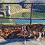 canine, chain_link_fence, collar, curious, daytime, dog, grass, hill, lake, leash, leaves, nature, outdoor, scenery, shadow, sky, sunlight, trees, walking, water