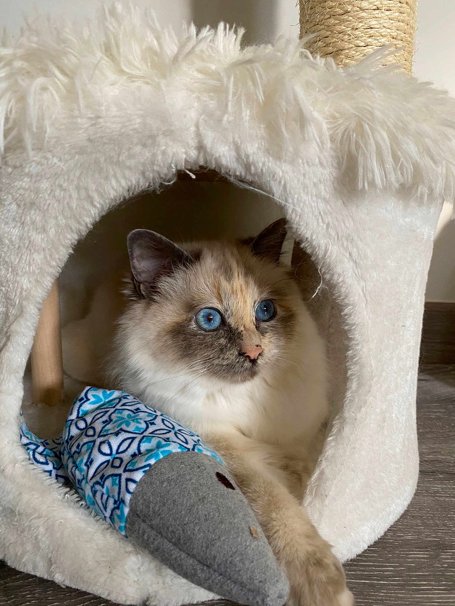 Praline
