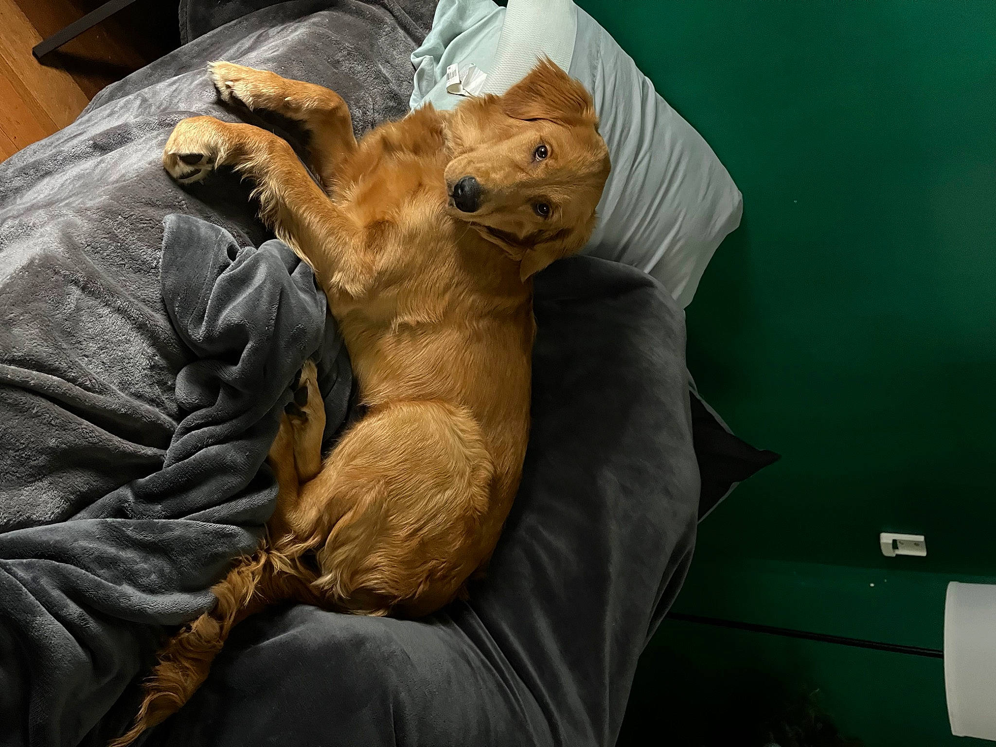 Daisy joined the competition — help win amazing prizes! bedding, canidae, carnivore, comfort, companion_dog, dog_breed, duvet, fawn, felidae, fur, linens, room, small_to_medium_sized_cats, snout, sporting_group, stuffed_toy, terrestrial_animal, textile, toy, whiskers