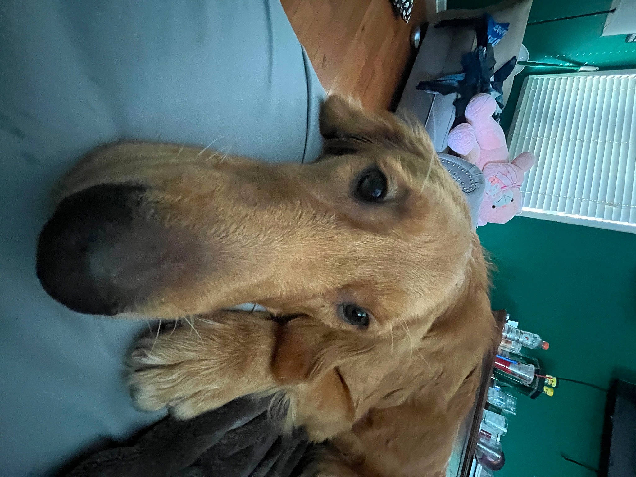 Daisy is registered to the contest to win money with this photo: canidae, carnivore, claw, companion_dog, dog, dog_breed, ear, fawn, fur, liver, paw, snout, sporting_group, whiskers, working_animal