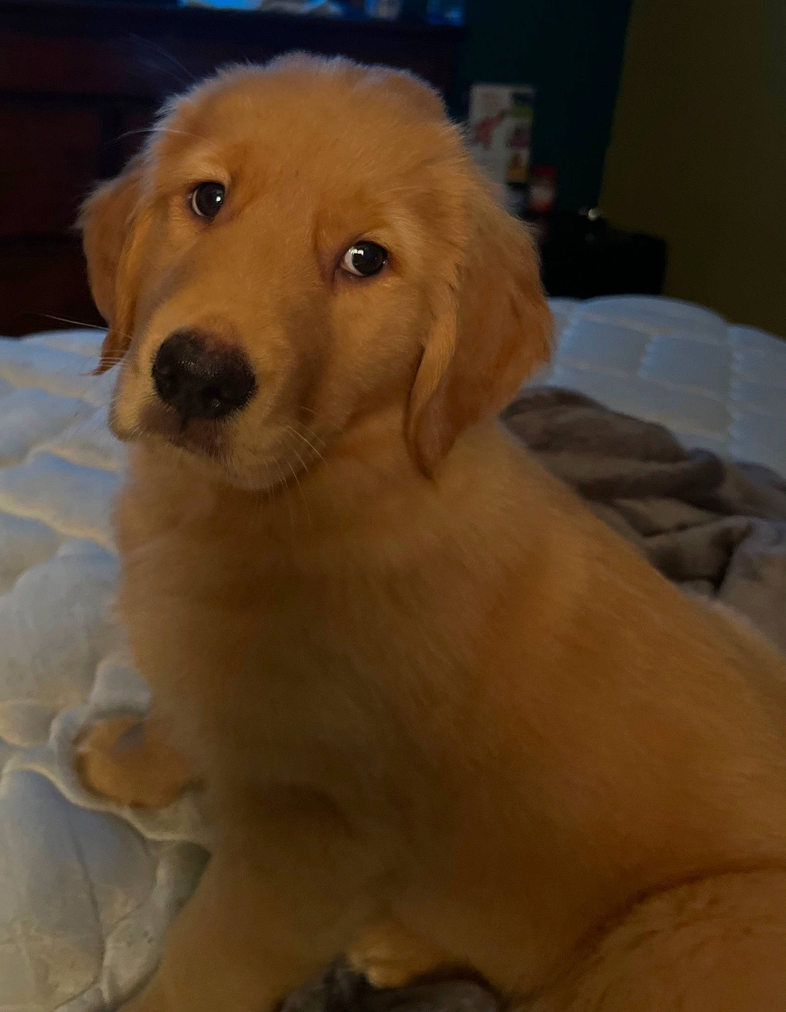 Daisy is registered to the contest to win money with this photo: ancient_dog_breeds, canidae, carnivore, companion_dog, dog, dog_breed, eye, fawn, flooring, fur, golden_retriever, gun_dog, labrador_retriever, retriever, smile, snout, sporting_group, terrestrial_animal, whiskers, working_animal