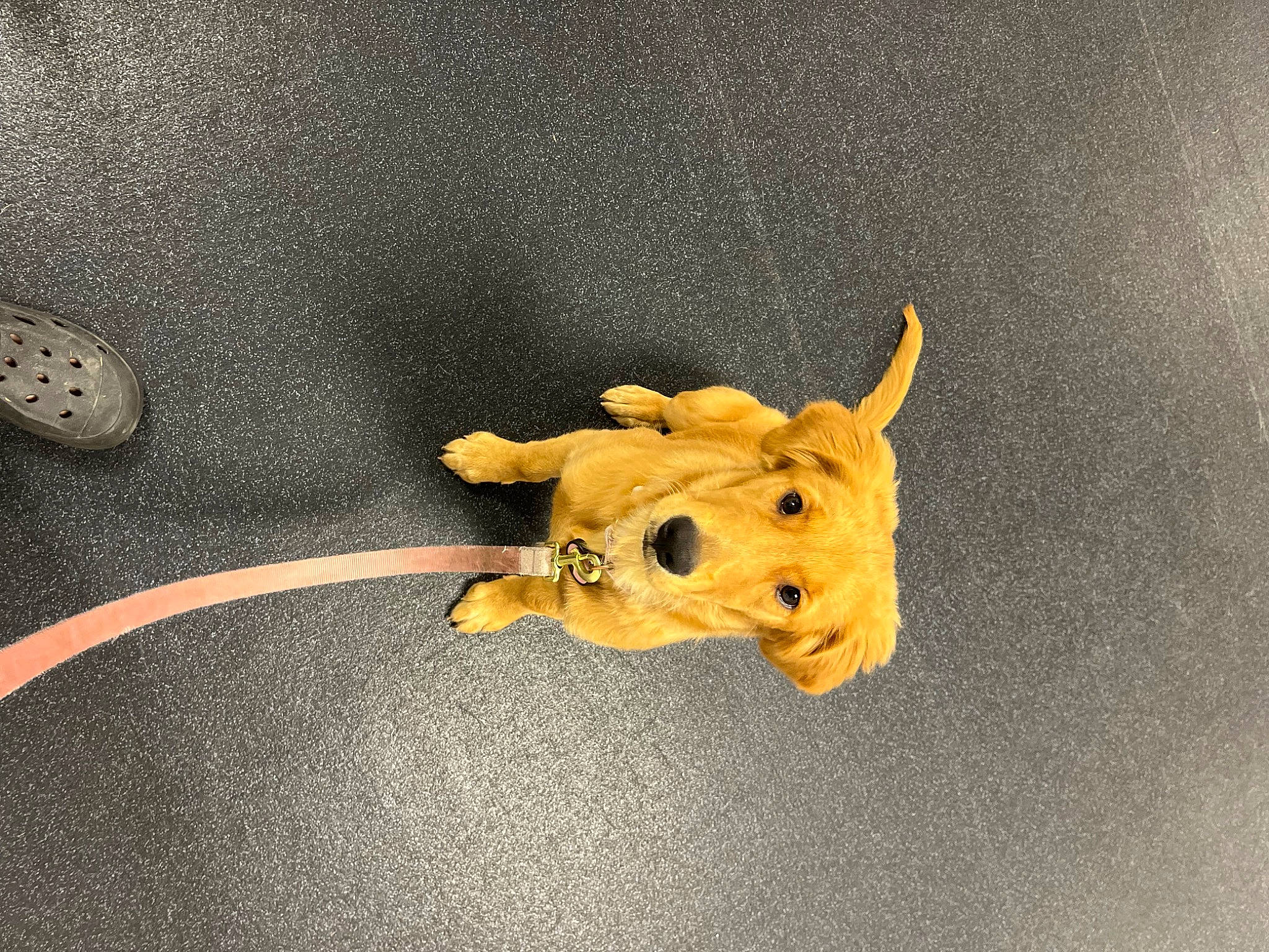 Daisy joined the competition — help win amazing prizes! art, artifact, asphalt, big_cats, circle, door_knocker, fashion_accessory, fawn, felidae, font, fur, metal, sleeve, snout, tail, terrestrial_animal, toy, wildlife, wood, working_animal