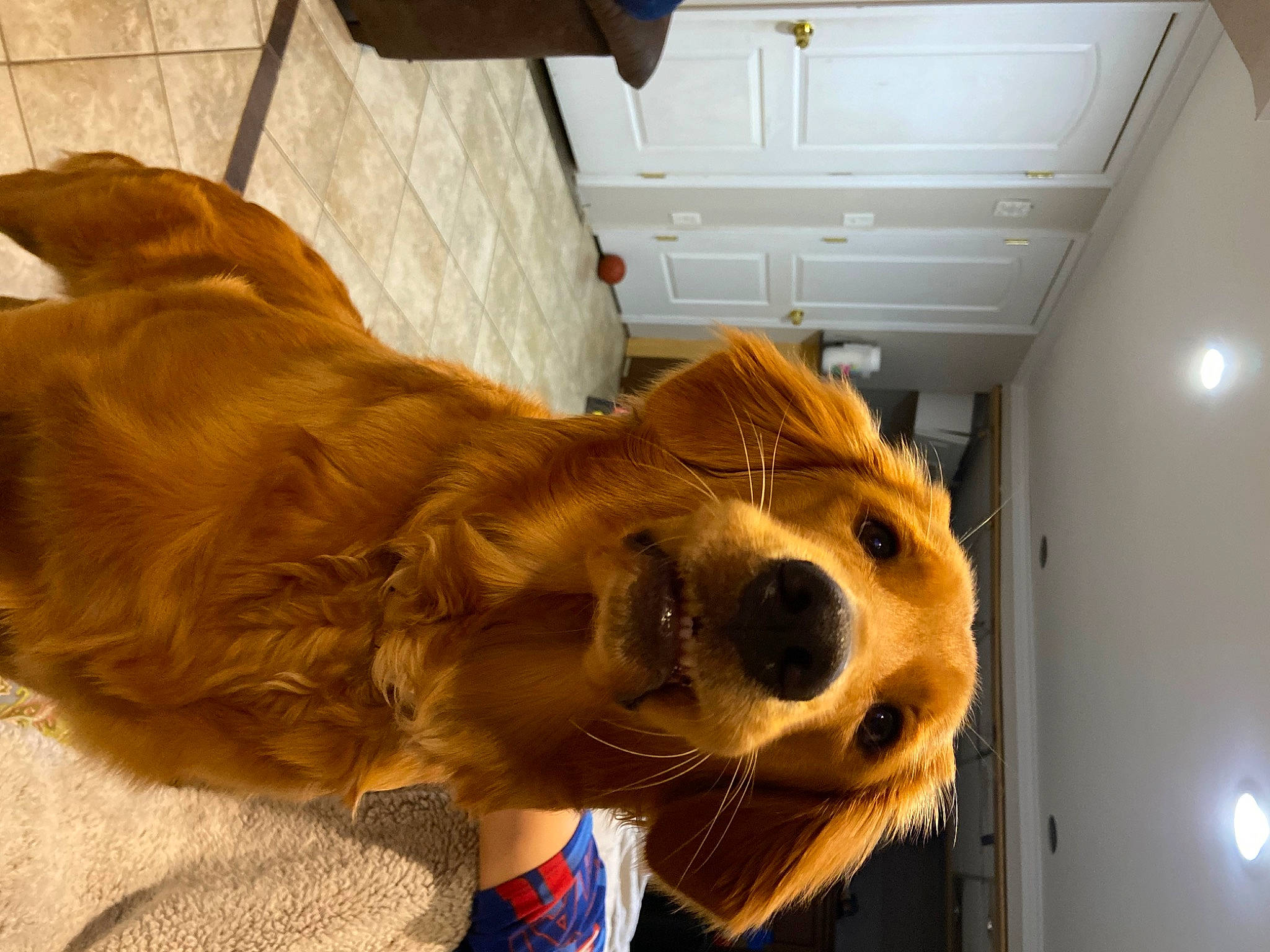 Daisy joined the competition — help win amazing prizes! canidae, carnivore, collar, companion_dog, dog, dog_breed, dog_collar, dog_supply, fawn, fur, jaw, liver, paw, pet_supply, retriever, selfie, snout, sporting_group, whiskers, working_animal