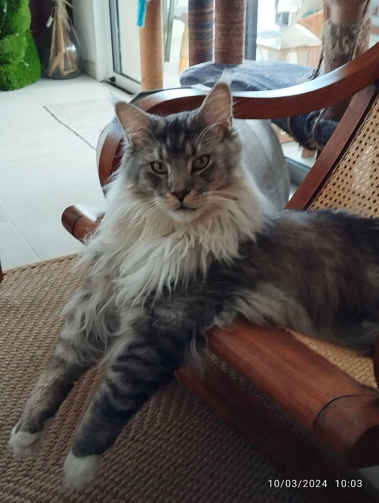Tao a rejoint le concours — aidez-le/la à gagner de superbes lots ! british_longhair, carnivore, cat, chair, claw, comfort, domestic_short_haired_cat, fawn, felidae, fur, hardwood, maine_coon, paw, small_to_medium_sized_cats, snout, street_light, tail, terrestrial_animal, whiskers, wood
