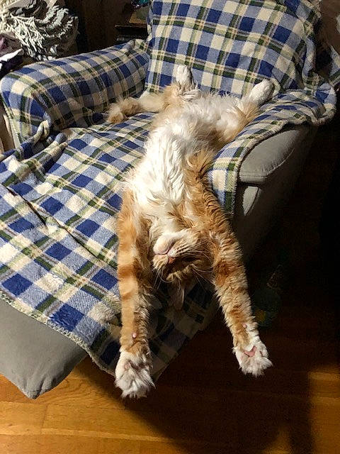 Mitch a rejoint le concours — aidez-le/la à gagner de superbes lots ! carnivore, cat, claw, felidae, fur, furniture, kitten, nap, pattern, paw, small_to_medium_sized_cats, tail, whiskers, wood