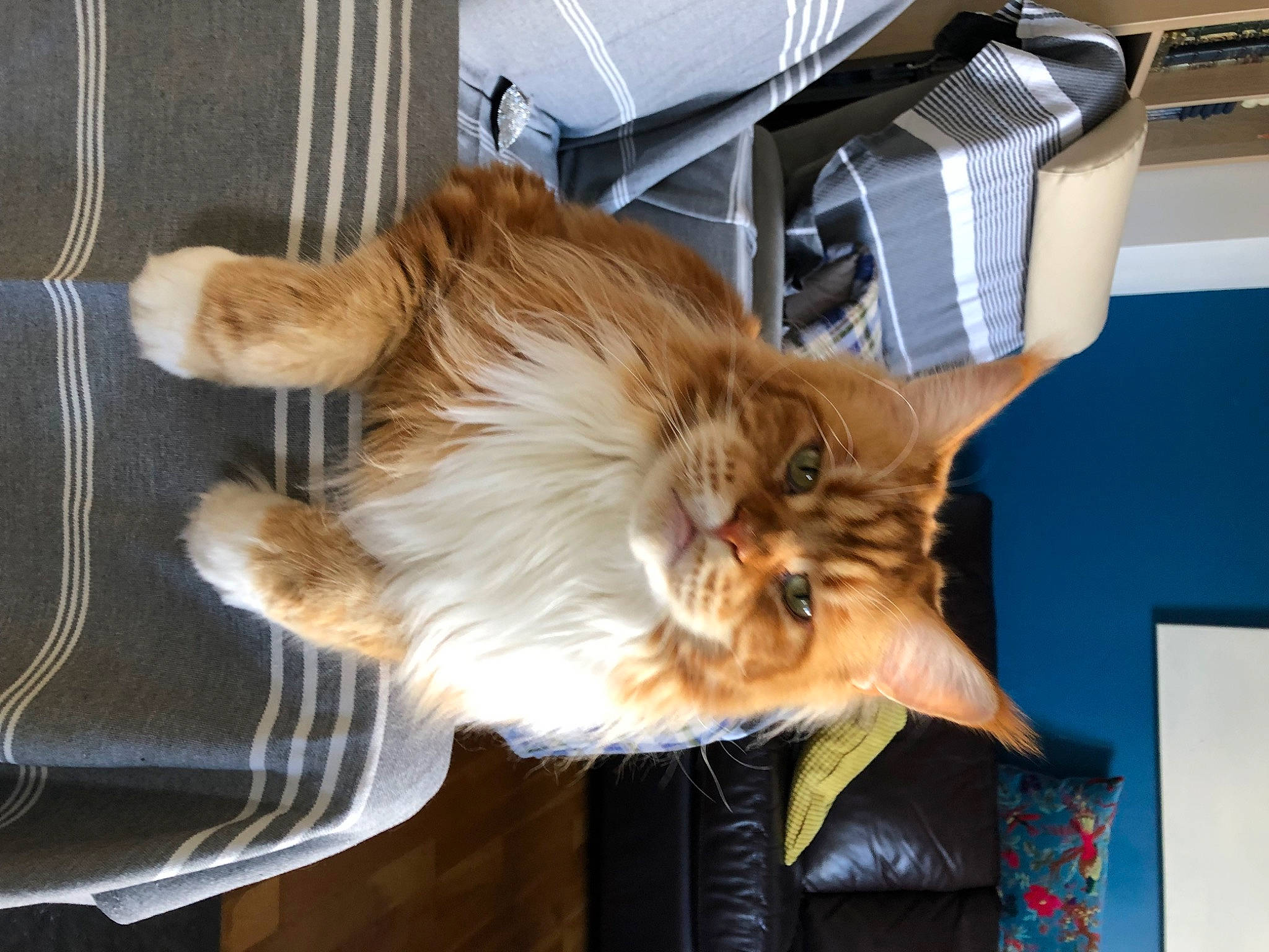 Mitch participe au concours pour gagner de l'argent avec cette photo : canidae, carnivore, cat, companion_dog, dog, dog_breed, ear, felidae, fur, mammal, puppy, shetland_sheepdog, sporting_group