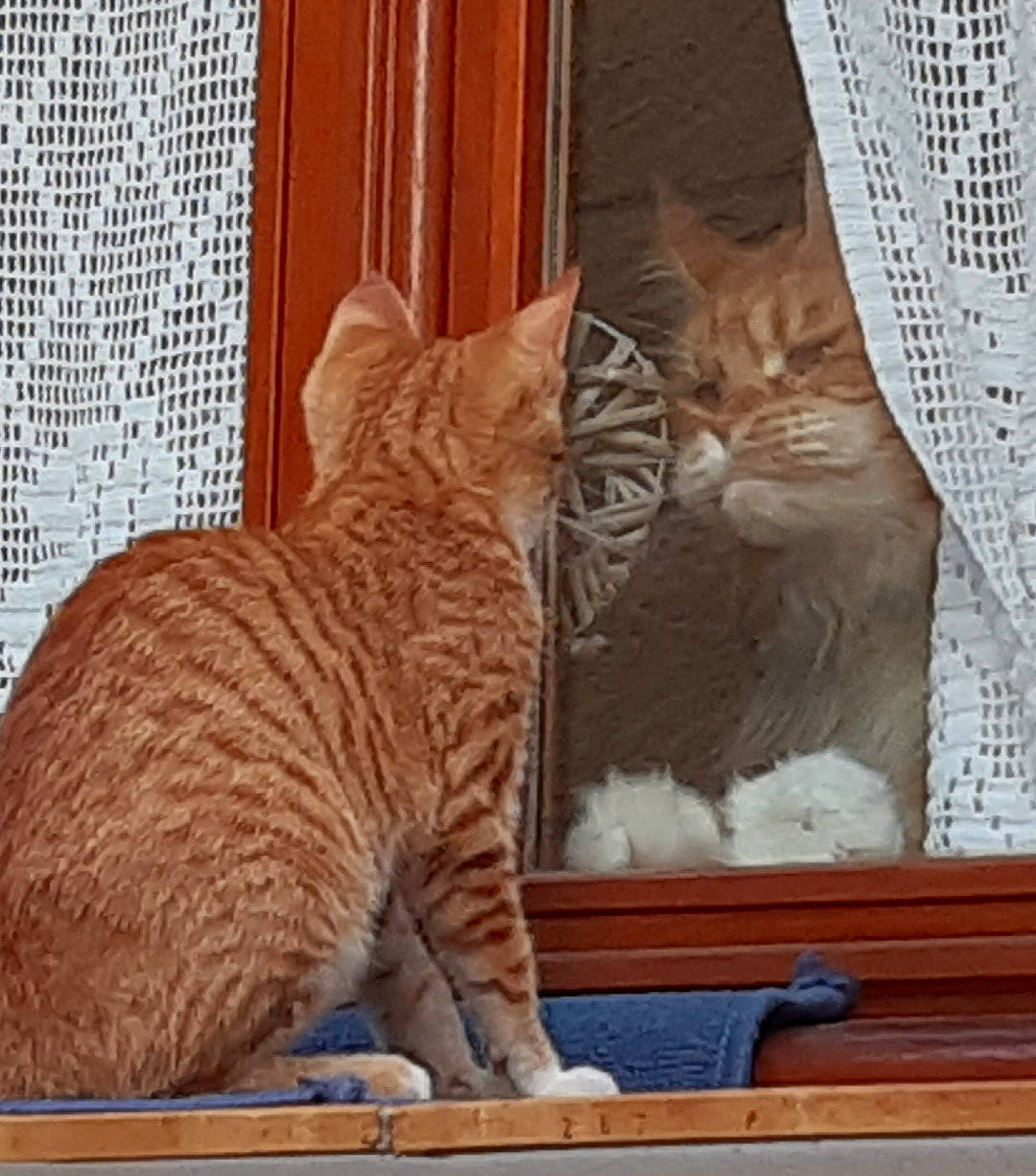 Mitch participe au concours pour gagner de l'argent avec cette photo : aegean_cat, arabian_mau, asian, australian_mist, california_spangled, carnivore, cat, domestic_short_haired_cat, dragon_li, european_shorthair, fawn, felidae, kitten, mammal, ocicat, small_to_medium_sized_cats, tabby_cat, toyger, vertebrate, whiskers