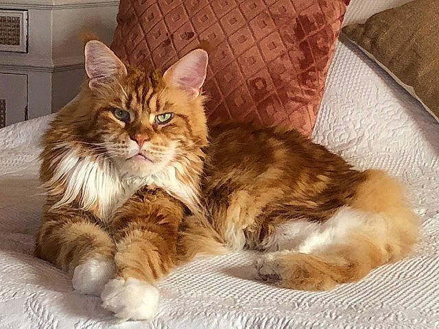 Mitch a rejoint le concours — aidez-le/la à gagner de superbes lots ! bed, british_semi_longhair, carnivore, cat, cymric, domestic_long_haired_cat, fawn, felidae, fur, kitten, maine_coon, mammal, norwegian_forest_cat, pixie_bob, ragamuffin, siberian, small_to_medium_sized_cats, tabby_cat, vertebrate, whiskers