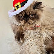 Joey is registered to the contest to win money with this photo: cat, fluffy, long_hair, hat, red_hat, festive, cute, pet, animal, face, whiskers, ears, indoor, feline, fur, expression, close_up, adorable, portrait, grumpy