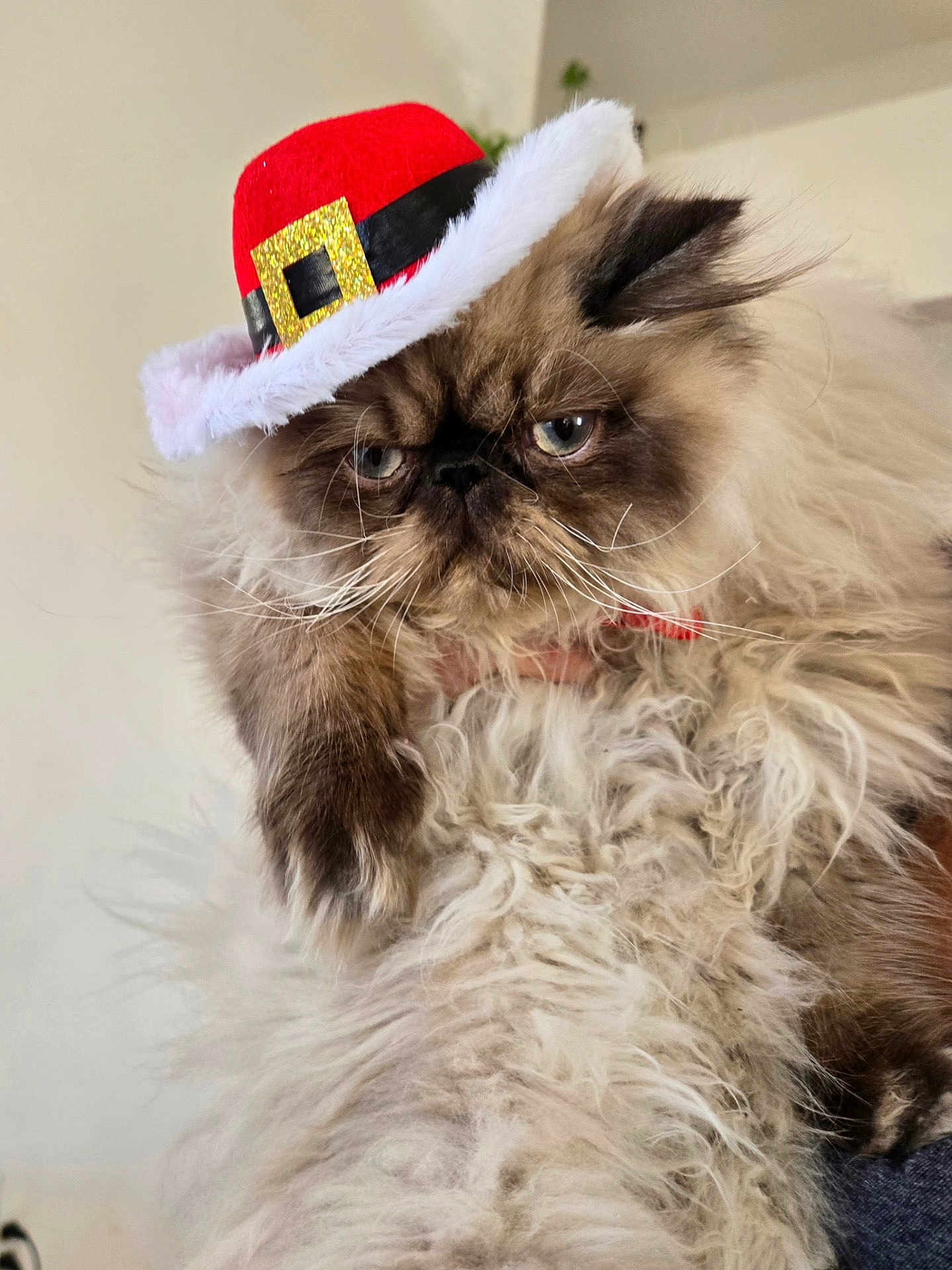 Joey is registered to the contest to win money with this photo: cat, fluffy, long_hair, hat, red_hat, festive, cute, pet, animal, face, whiskers, ears, indoor, feline, fur, expression, close_up, adorable, portrait, grumpy