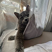 Big Papa is registered to the contest to win money with this photo: animal, bed, cat, cozy, curtain, cute, domestic_animal, fabric, feline, fluffy, gray_cat, indoor, paw, pet, playful, resting, soft_light, stretching, white_cat, window