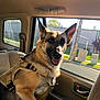 dog, german_shepherd, car_interior, harness, window, sunlight, pet, animal, canine, seat, backseat, happy, tongue_out, daylight, outdoor_view, glass_window, door_handle, seatbelt, transport, domestic_animal