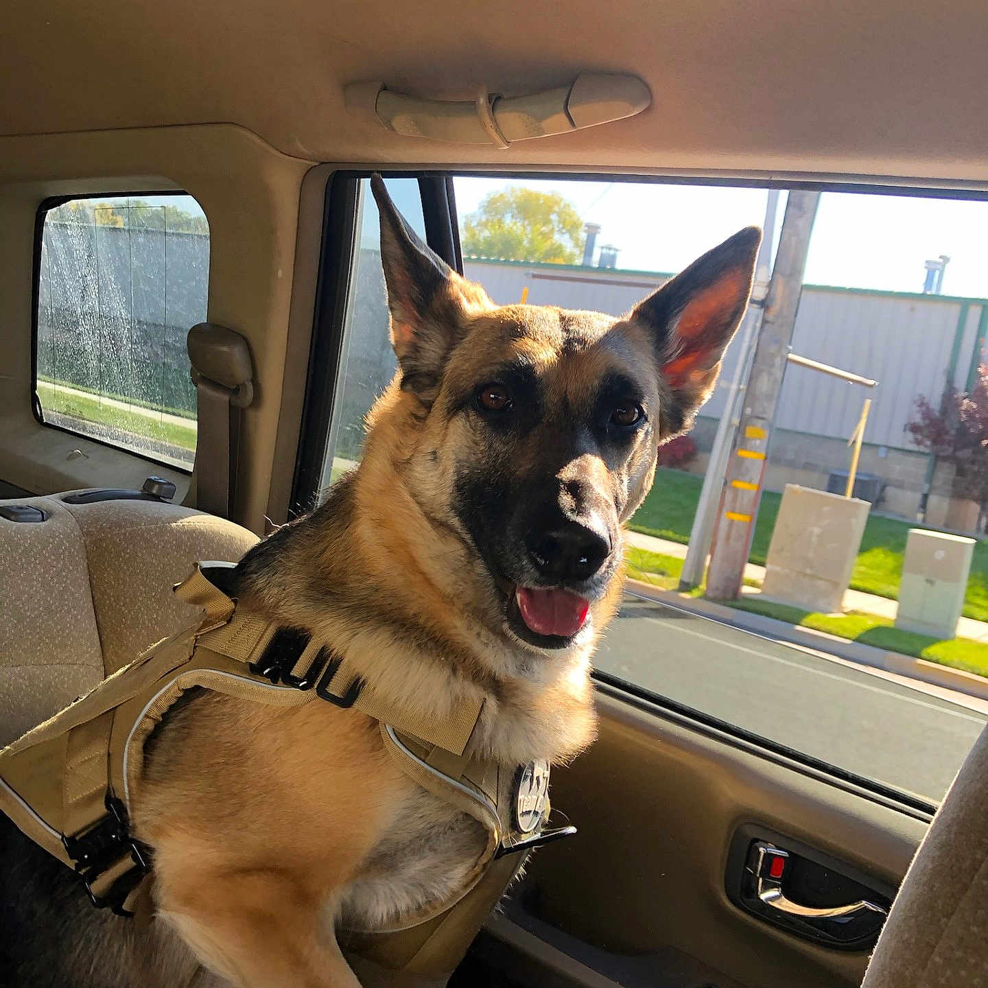 Luna joined the competition — help win amazing prizes! animal, backseat, canine, car_interior, daylight, dog, domestic_animal, door_handle, german_shepherd, glass_window, happy, harness, outdoor_view, pet, seat, seatbelt, sunlight, tongue_out, transport, window