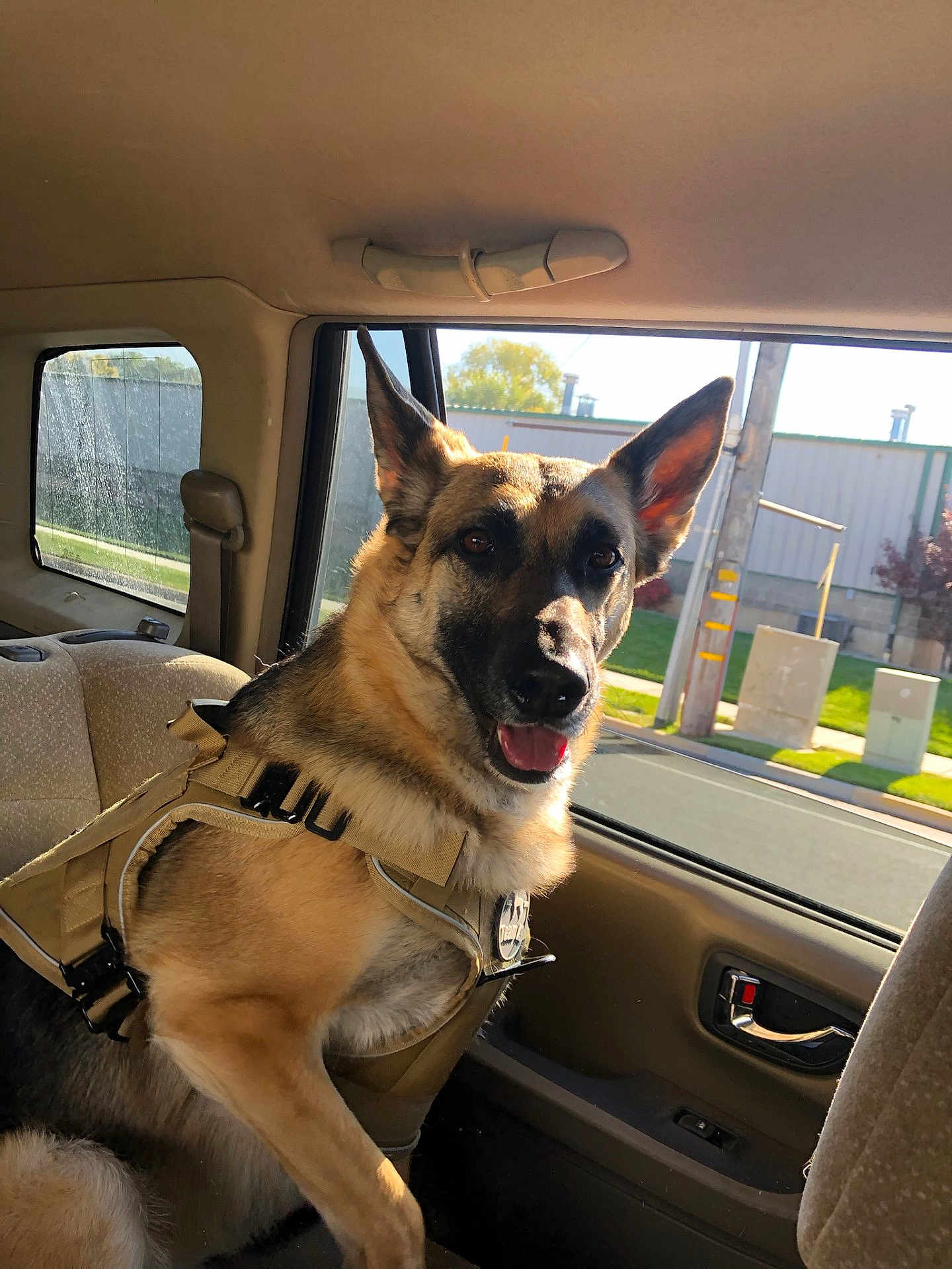 Luna joined the competition — help win amazing prizes! dog, german_shepherd, car_interior, harness, window, sunlight, pet, animal, canine, seat, backseat, happy, tongue_out, daylight, outdoor_view, glass_window, door_handle, seatbelt, transport, domestic_animal