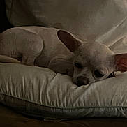 Zeus joined the competition — help win amazing prizes! dog, chihuahua, pet, sleeping, resting, cushion, soft, indoor, cozy, brown, white, small_dog, animal, cute, fur, ears, face, quiet, relaxed, home