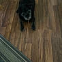 dog, black_dog, wooden_floor, indoor, pet, animal, flooring, looking_up, adorable, companion, fur, collar, domestic_animal, home, carpet, small_dog, floor, cute, waiting, paw