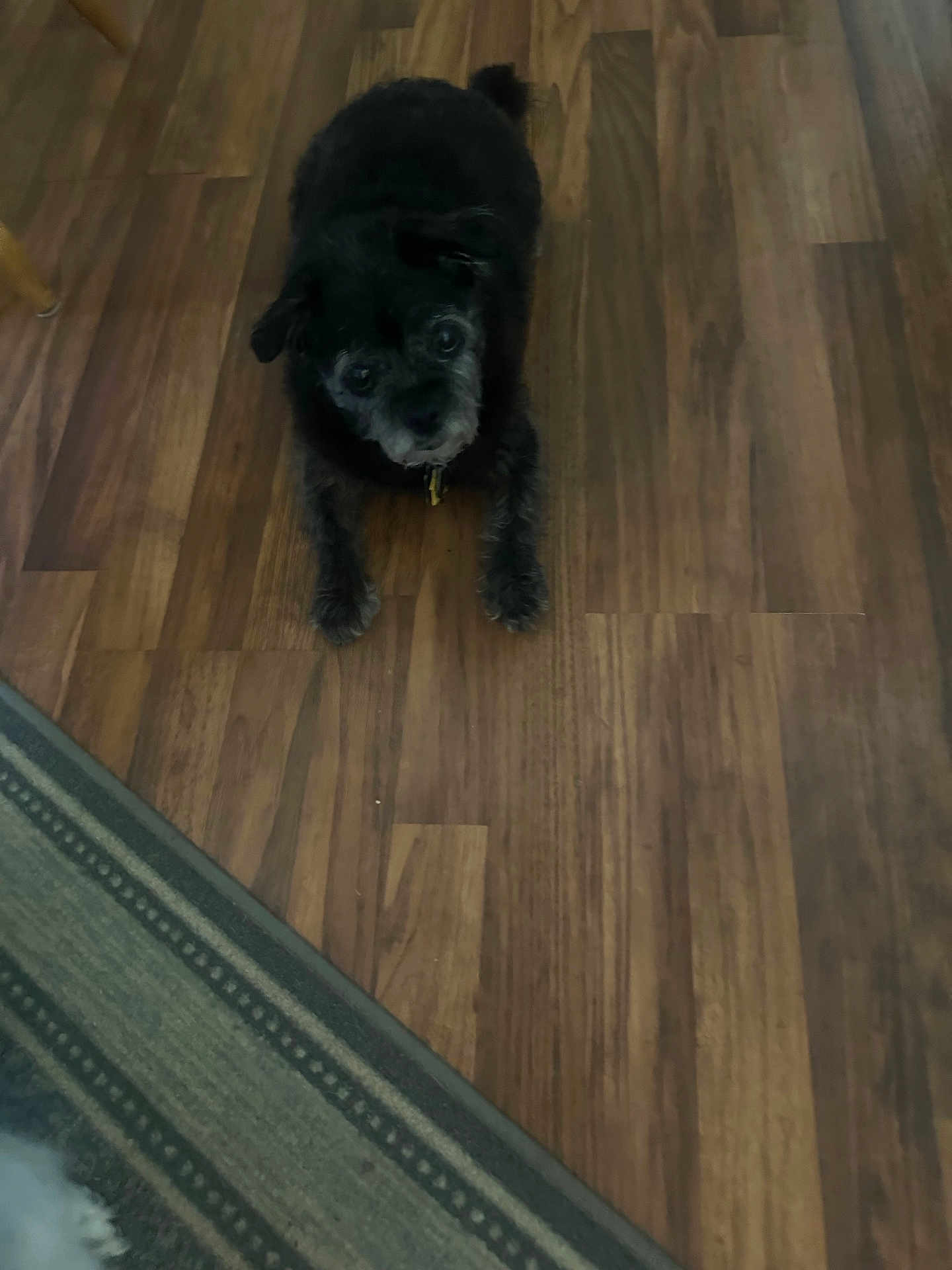 Miss Molly joined the competition — help win amazing prizes! dog, black_dog, wooden_floor, indoor, pet, animal, flooring, looking_up, adorable, companion, fur, collar, domestic_animal, home, carpet, small_dog, floor, cute, waiting, paw