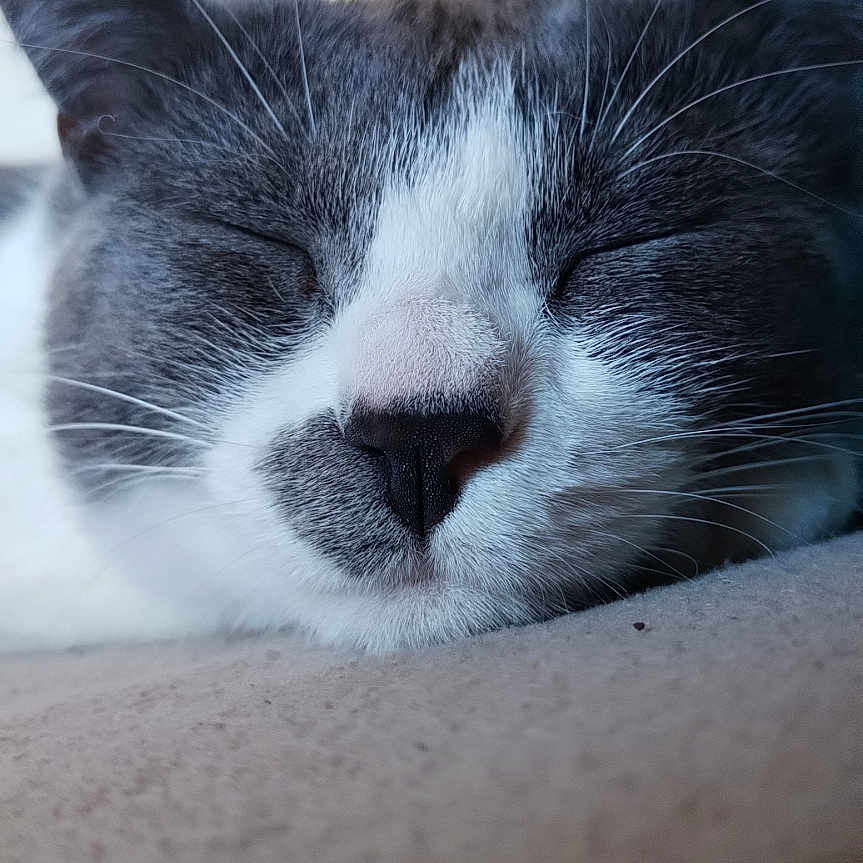 Démone a rejoint le concours — aidez-le/la à gagner de superbes lots ! abyssinian, animal, architecture, building, cat, couch, furniture, hardwood, indoors, kitten, livingroom, manx, person, pet, room, shelf, siamese, sleeping, snout, wood