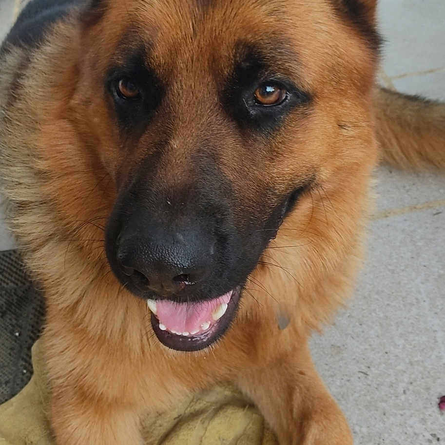 Pongo
