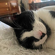 Daisy joined the competition — help win amazing prizes! animal, architecture, bed, bedroom, building, cat, closet, couch, drawer, furniture, hardwood, indoors, kitten, livingroom, manx, person, pet, room, sleeping, wood