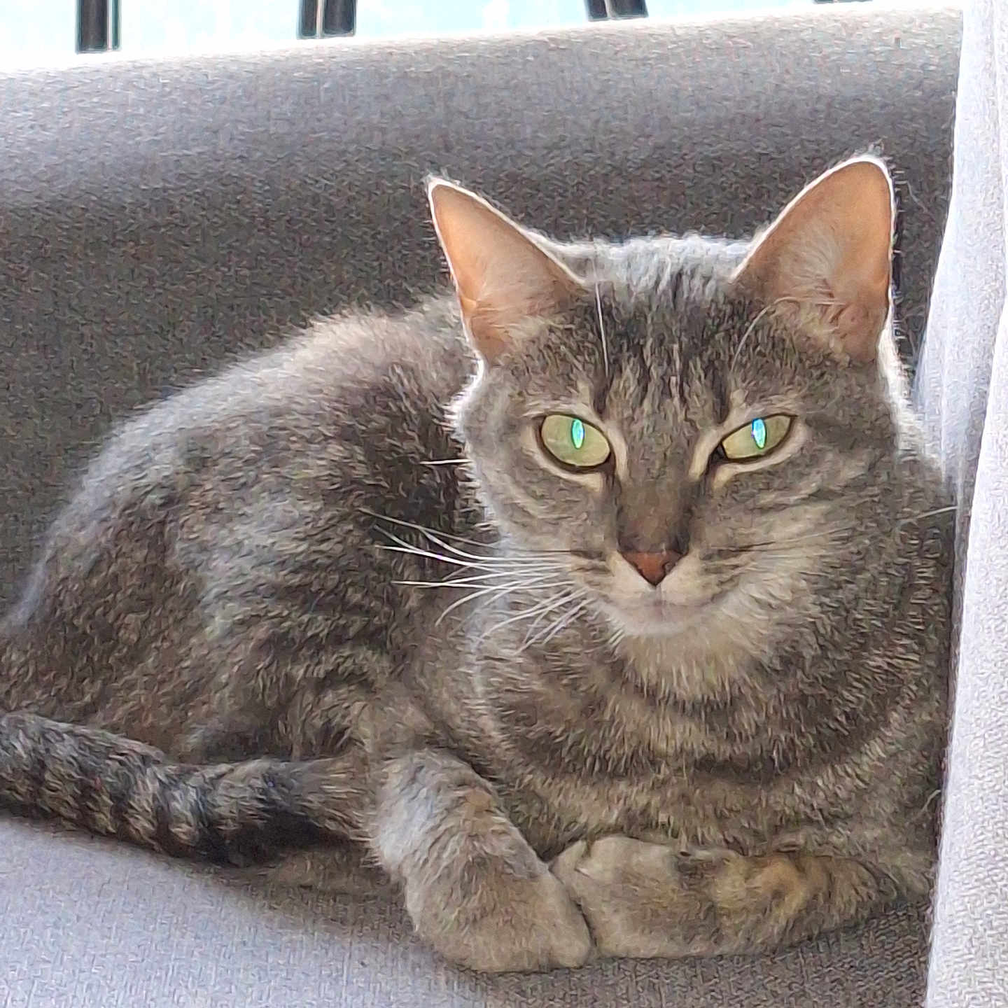 Grisouille a rejoint le concours — aidez-le/la à gagner de superbes lots ! cat, gray_tabby, feline, pet, indoor, chair, cushion, relaxed, animal, whiskers, ears, green_eyes, fur, resting, domestic_cat, portrait, closeup, seated, cozy, home