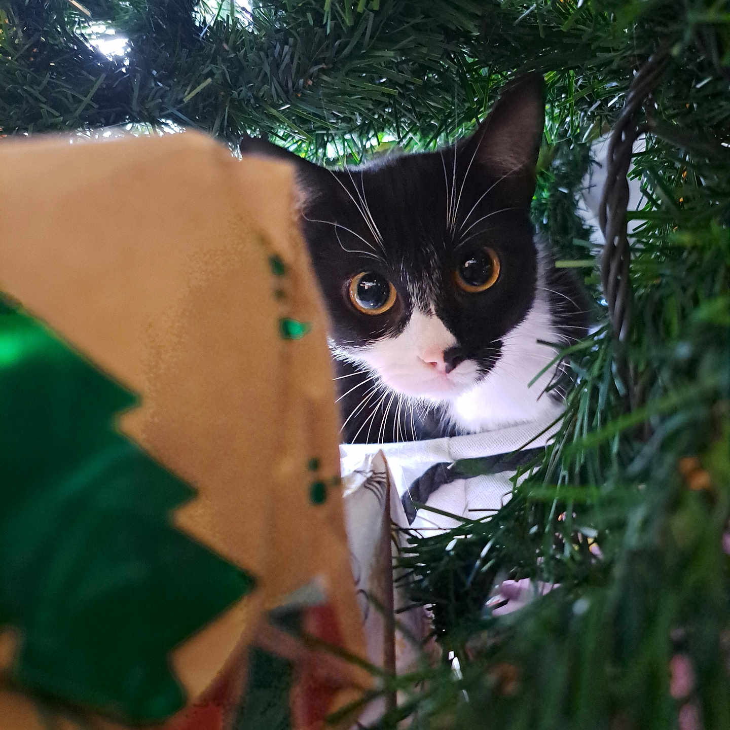 Lili