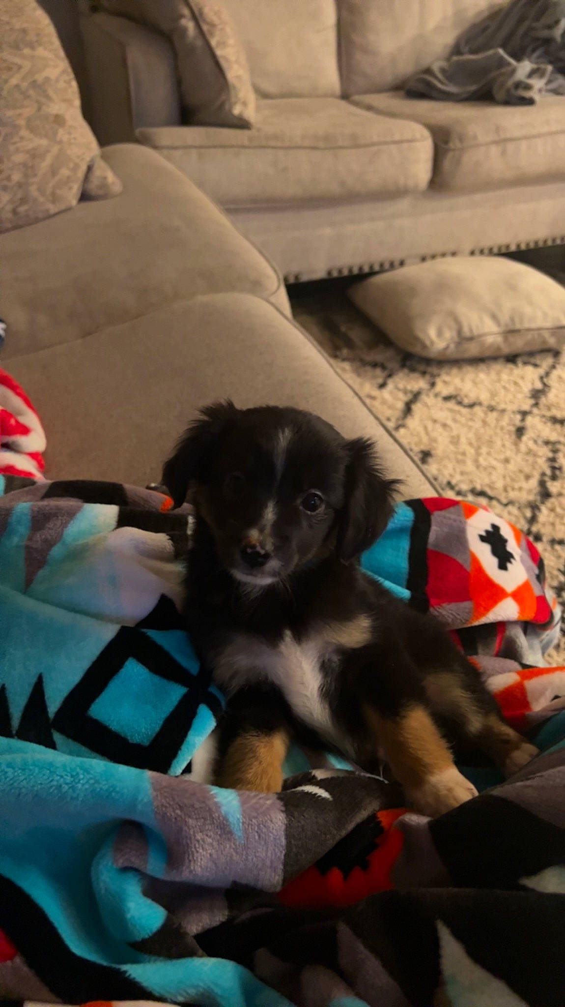 Bandit joined the competition — help win amazing prizes! canidae, carnivore, comfort, companion_dog, couch, dog, dog_breed, dog_supply, flooring, fur, linens, living_room, puppy, room, sporting_group, working_animal