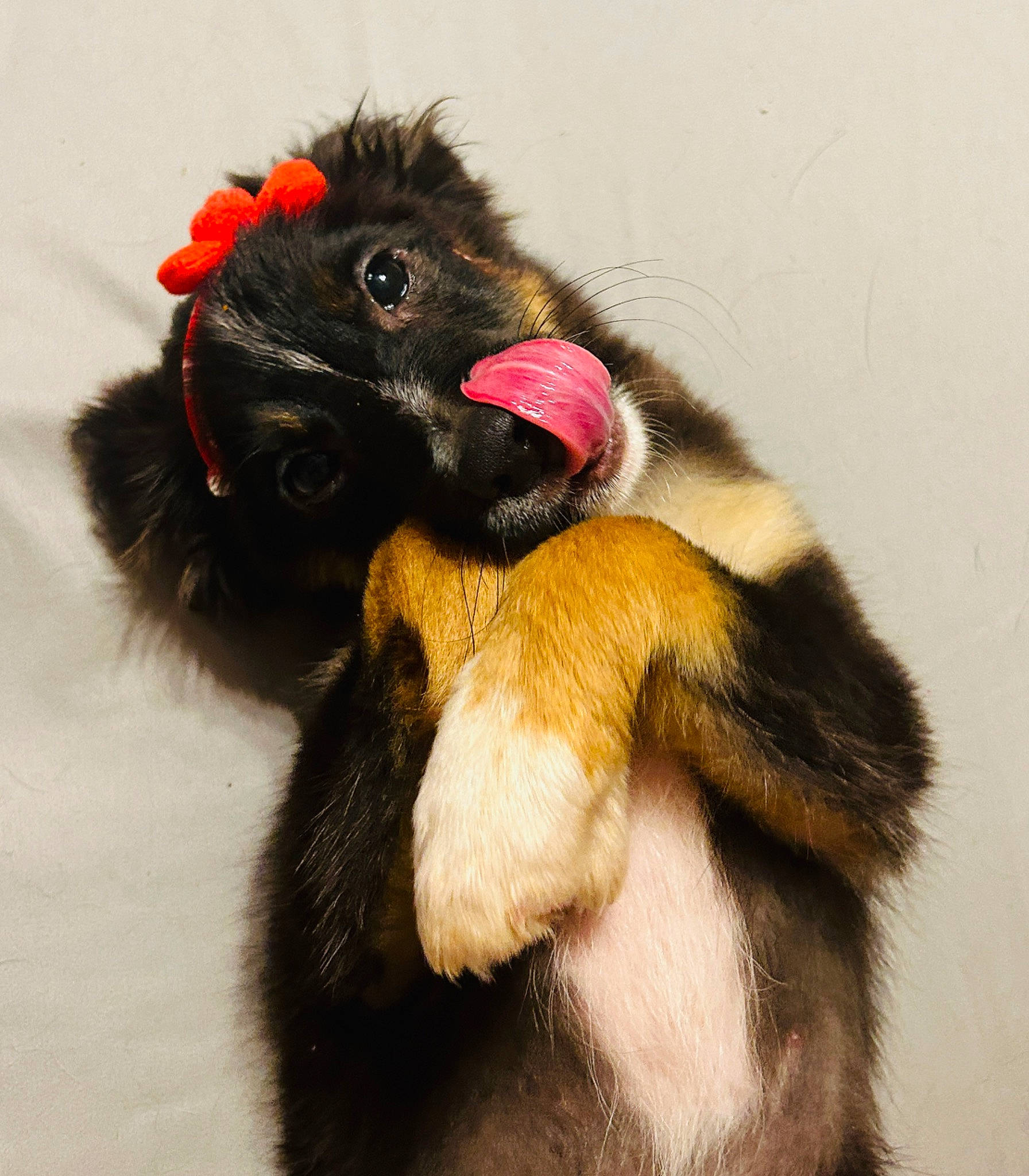 Bandit joined the competition — help win amazing prizes! art, arthropod, beak, bearskin, claw, feather, fur, liver, natural_material, pollinator, tail, terrestrial_animal, toy, wildlife, wing