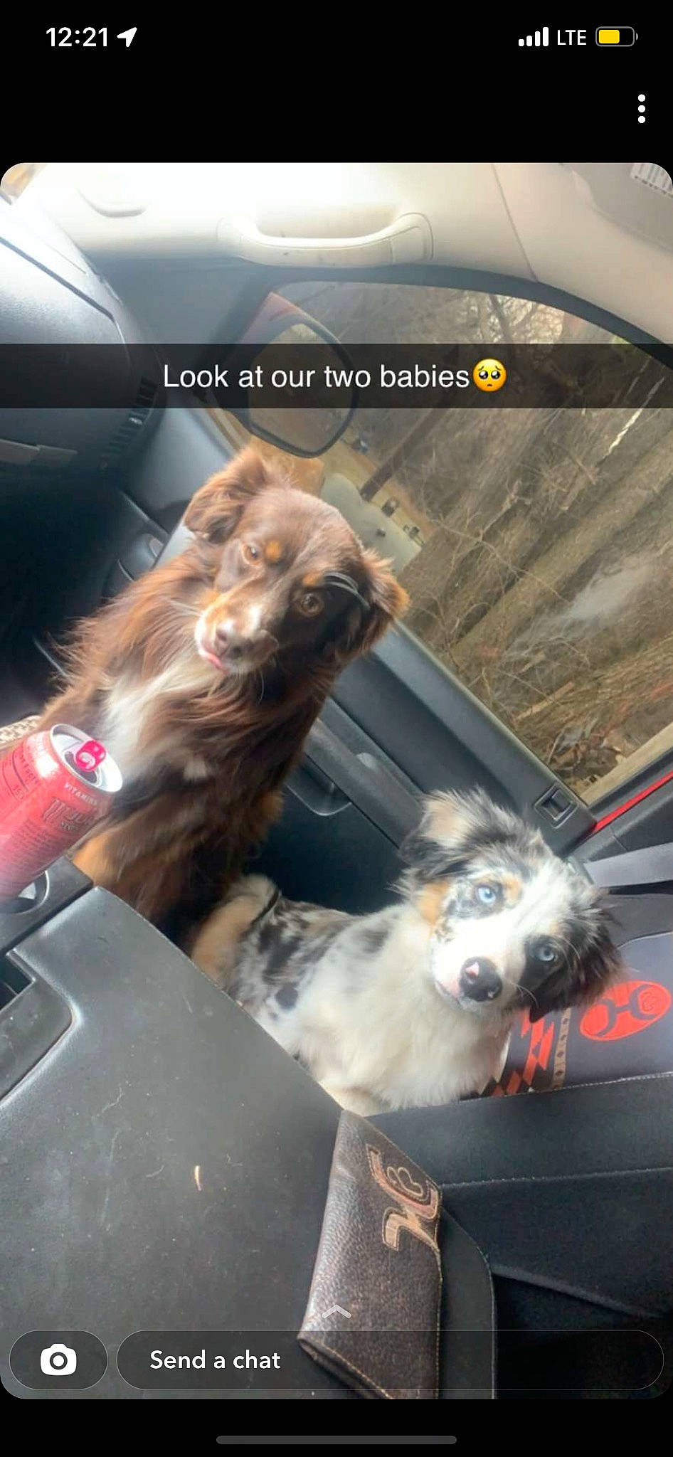 Kash joined the competition — help win amazing prizes! auto_part, automotive_design, automotive_exterior, automotive_lighting, automotive_mirror, automotive_tire, bumper, carnivore, collar, companion_dog, dog, dog_breed, hood, motor_vehicle, personal_luxury_car, snout, sporting_group, vehicle, vehicle_door, windshield