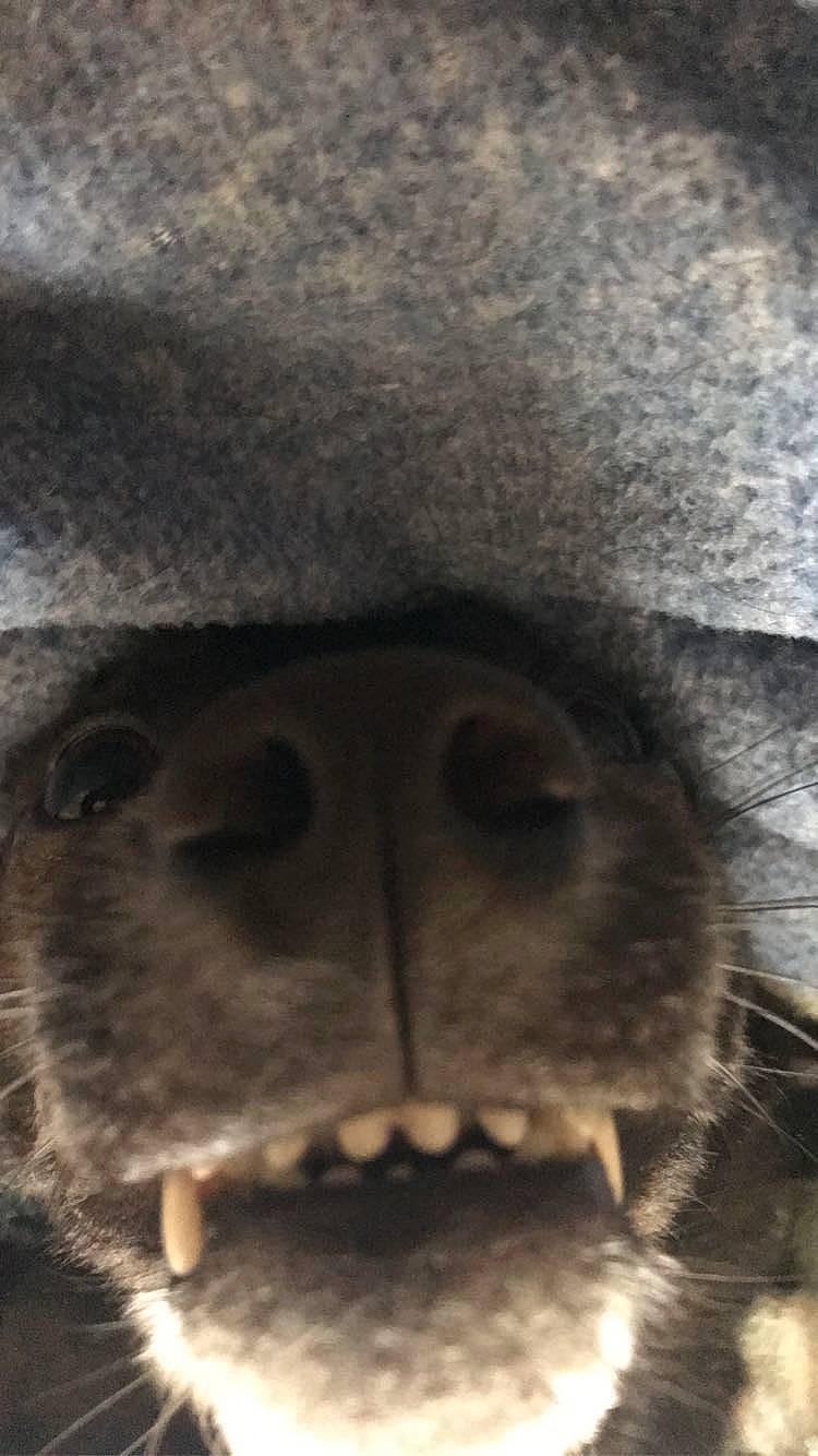 Nora is registered to the contest to win money with this photo: big_cats, carnivore, close_up, dog_breed, eye, eyelash, fang, fawn, felidae, fur, jaw, nose, small_to_medium_sized_cats, snout, sporting_group, terrestrial_animal, tooth, whiskers, working_animal, wrinkle