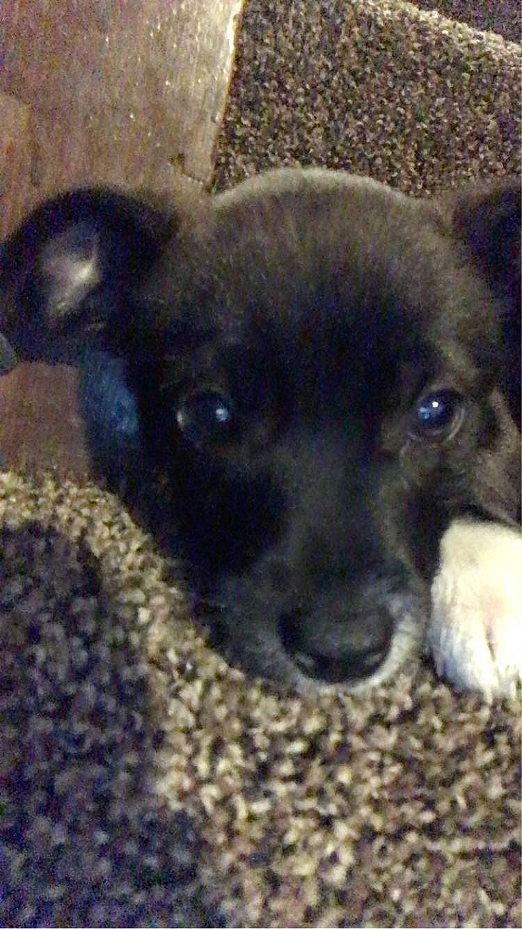 Nora is registered to the contest to win money with this photo: borador, canidae, carnivore, chihuahua, companion_dog, dog, dog_breed, fawn, fur, non_sporting_group, paw, puppy, puppy_love, snout, sporting_group, street_dog, terrestrial_animal, toy_dog, whiskers, working_animal