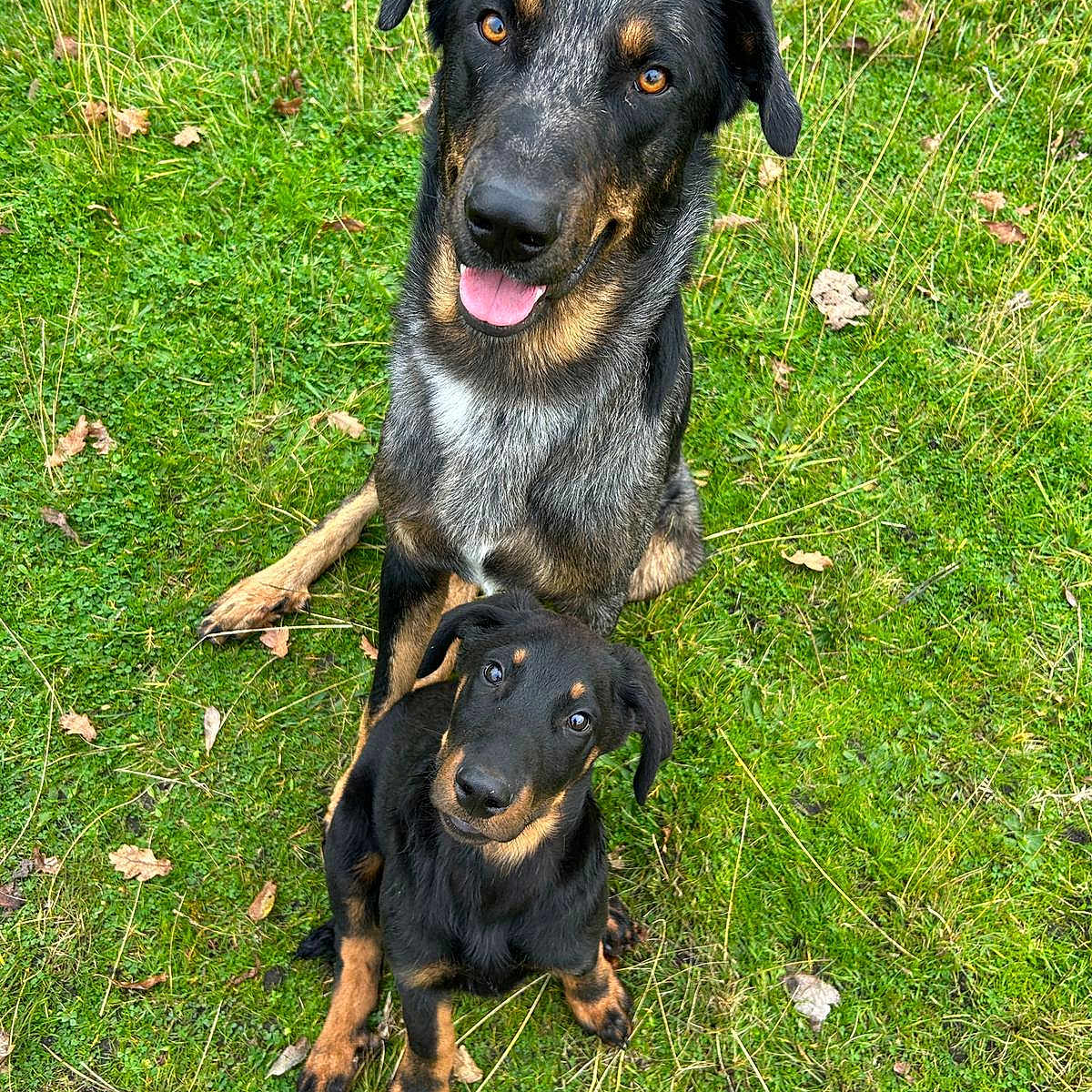 Volff Et Ulhan participe au concours pour gagner de l'argent avec cette photo : animal, ball, canine, dog, field, germanshepherd, grass, grassland, green, hound, labradorretriever, lawn, nature, outdoors, park, pet, plant, puppy, sport, tree