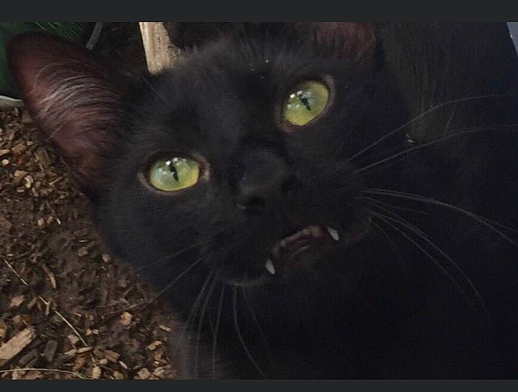 Kody joined the competition — help win amazing prizes! asian, black, black_cat, bombay, burmese, carnivore, cat, domestic_short_haired_cat, eye, felidae, havana_brown, mammal, small_to_medium_sized_cats, snout, whiskers