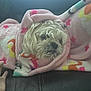Jr is registered to the contest to win money with this photo: dog, blanket, pink, stars, swirls, cozy, fluffy, resting, sleepy, hand, leather, couch, indoor, comfort, pet, animal, cute, wrapped, soft, warm